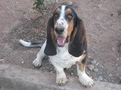 Fotos de perros